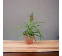 Pineapple Plant Ananas 12Cm Pot Aromatic Indoor Plant Garden Plant