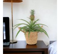 Pineapple Plant Ananas 12Cm Pot Aromatic Indoor Plant Garden Plant