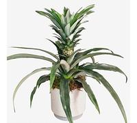 Pineapple Plant - Flowering Indoor Houseplant for Home & Office - Exotic Air-Purifying Greenery