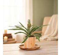 "Pineapple Plant Houseplant in Rustic Ceramic Pot - Includes Pot | Luxe Leaf Plants"
