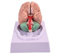 Pineeseatile Brain Brain Model Human Fake Brain 8-Part Model Of Brain With 32 Digital Identifiers Life Size Human Brain Anatomy Model For Science Classroom Study Display Teaching Medical Model