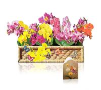 PINELIFE Paper Pop Up Cards 3D Popup Orchid Bouquet Greeting Cards with Envelope & Note Card, Men Women's Gift for Birthday, Holiday Decorations, (Phalaenopsis Garden)