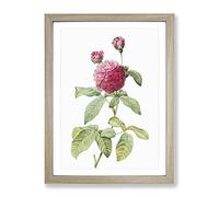 Pink Agatha Rose By Pierre Joseph Redoute Vintage Framed Print | A3 Oak Framed Wall Art | Ready to Hang | Classic Floral Picture | Living Room Bedroom Lounge Office