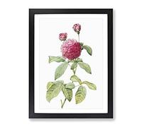 Pink Agatha Rose By Pierre Joseph Redoute Vintage Framed Print | A4 Black Framed Wall Art | Ready to Hang | Classic Floral Picture | Living Room Bedroom Lounge Office