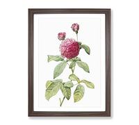 Pink Agatha Rose By Pierre Joseph Redoute Vintage Framed Print | A4 Walnut Framed Wall Art | Ready to Hang | Classic Floral Picture | Living Room Bedroom Lounge Office