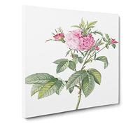 Pink Agatha Roses by Pierre Joseph Redoute Canvas Print | Gallery Wrapped 30mm Frame Wall Art | 14x14 inches | Ready to Hang | Retro Floral Picture | Living Room Bedroom Lounge Office