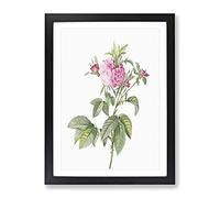 Pink Agatha Roses By Pierre Joseph Redoute Vintage Framed Print | A3 Black Framed Wall Art | Ready to Hang | Classic Nature Picture | Living Room Bedroom Lounge Office