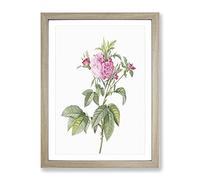 Pink Agatha Roses By Pierre Joseph Redoute Vintage Framed Print | A3 Oak Framed Wall Art | Ready to Hang | Classic Nature Picture | Living Room Bedroom Lounge Office