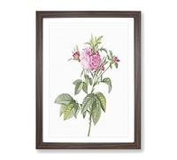 Pink Agatha Roses By Pierre Joseph Redoute Vintage Framed Print | A4 Walnut Framed Wall Art | Ready to Hang | Classic Nature Picture | Living Room Bedroom Lounge Office