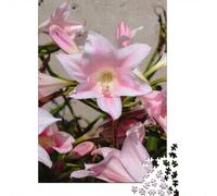 Pink Amaryllis Lily Close-Up 1000-Piece Puzzle for Adults, 52x38cm/1000pcs, to Complete Gradually over A Weekend; White Card Pieces for A Neat Table