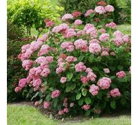 Pink Annabelle Sevenbark Shrub Plant Hydrangea Arborescens 3L Pot Plant Theory Green One Size