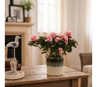 Pink Azalea Plant With Decorative Pot - Luxe Leaf Plants Uk Flowers On