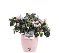 Pink Azalea (Rhododendron) With Pot, Houseplant Real Indoor Plant for Office, Home, Bedroom, Kitchen and Living Room, Perfect for Clean Air, Delivered Next Day