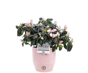Pink Azalea Rhododendron With Pot - Live Indoor Houseplant for Office, Home, Bedroom, Kitchen & Living Room - Air Purifying Plant Decor