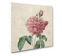 Pink Blush Cabbage Rose by Pierre Joseph Redoute Canvas Print | Gallery Wrapped 30mm Frame Wall Art | 14x14 inches | Ready to Hang | Retro Floral Picture | Living Room Bedroom Lounge Office