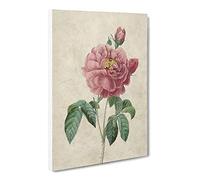 Pink Blush Cabbage Rose By Pierre Joseph Redoute Canvas Print | Gallery Wrapped 30mm Frame Wall Art | 20x14 inches | Ready to Hang | Retro Floral Picture | Living Room Bedroom Lounge Office