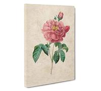 Pink Blush Cabbage Rose by Pierre-Joseph Redoute Canvas Print | Gallery Wrapped 30mm Frame Wall Art | 30x20 inches | Ready to Hang | Modern Floral Picture | Living Room Bedroom Lounge Office