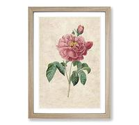 Pink Blush Cabbage Rose by Pierre-Joseph Redoute Framed Print | A2 Oak Framed Wall Art | Ready to Hang | Modern Floral Picture | Living Room Bedroom Lounge Office