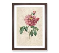 Pink Blush Cabbage Rose by Pierre-Joseph Redoute Framed Print | A2 Walnut Framed Wall Art | Ready to Hang | Modern Floral Picture | Living Room Bedroom Lounge Office
