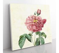 Pink Blush Cabbage Rose by Pierre Joseph Redoute Vintage Canvas Wall Art Print Ready to Hang, Framed Picture for Living Room Bedroom Home Office Décor, 50x50 cm (20x20 Inch)