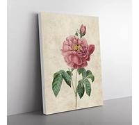 Pink Blush Cabbage Rose By Pierre Joseph Redoute Vintage Canvas Wall Art Print Ready to Hang, Framed Picture for Living Room Bedroom Home Office Décor, 50x35 cm (20x14 Inch)