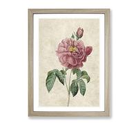 Pink Blush Cabbage Rose By Pierre Joseph Redoute Vintage Framed Print | A4 Oak Framed Wall Art | Ready to Hang | Classic Floral Picture | Living Room Bedroom Lounge Office