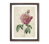 Pink Blush Cabbage Rose By Pierre Joseph Redoute Vintage Framed Print | A4 Walnut Framed Wall Art | Ready to Hang | Classic Floral Picture | Living Room Bedroom Lounge Office