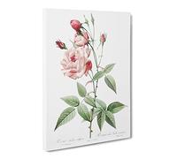 Pink Blush China Rose By Pierre Joseph Redoute Canvas Print | Gallery Wrapped 30mm Frame Wall Art | 20x14 inches | Ready to Hang | Retro Floral Picture | Living Room Bedroom Lounge Office