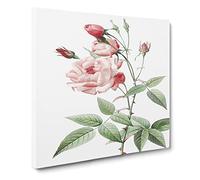 Pink Blush China Rose by Pierre Joseph Redoute Canvas Print | Gallery Wrapped 30mm Frame Wall Art | 20x20 inches | Ready to Hang | Retro Floral Picture | Living Room Bedroom Lounge Office