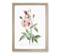 Pink Blush China Rose by Pierre-Joseph Redoute Framed Print | A2 Oak Framed Wall Art | Ready to Hang | Modern Floral Picture | Living Room Bedroom Lounge Office