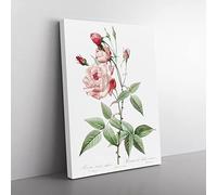 Pink Blush China Rose By Pierre Joseph Redoute Vintage Canvas Wall Art Print Ready to Hang, Framed Picture for Living Room Bedroom Home Office Décor, 60x40 cm (24x16 Inch)