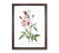 Pink Blush China Rose By Pierre Joseph Redoute Vintage Framed Print | A3 Walnut Framed Wall Art | Ready to Hang | Classic Floral Picture | Living Room Bedroom Lounge Office