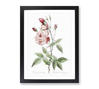 Pink Blush China Rose By Pierre Joseph Redoute Vintage Framed Print | A4 Black Framed Wall Art | Ready to Hang | Classic Floral Picture | Living Room Bedroom Lounge Office