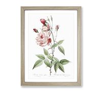 Pink Blush China Rose By Pierre Joseph Redoute Vintage Framed Print | A4 Oak Framed Wall Art | Ready to Hang | Classic Floral Picture | Living Room Bedroom Lounge Office