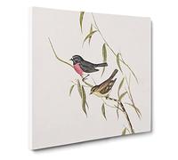 Pink breasted Wood robin Bird by Elizabeth Gould Canvas Print | Gallery Wrapped 30mm Frame Wall Art | 14x14 inches | Ready to Hang | Retro Animals Picture | Living Room Bedroom Lounge Office