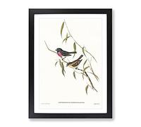 Pink Breasted Wood Robin Bird By Elizabeth Gould Vintage Framed Wall Art Print, Ready to Hang Picture for Living Room Bedroom Home Office Décor, Black A3 (34 x 46 cm)