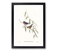 Pink-Breasted Wood-Robin by Elizabeth Gould Framed Print | A2 Black Framed Wall Art | Ready to Hang | Modern Animal Picture | Living Room Bedroom Lounge Office