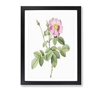 Pink Cabbage Roses By Pierre Joseph Redoute Vintage Framed Print | A4 Black Framed Wall Art | Ready to Hang | Classic Nature Picture | Living Room Bedroom Lounge Office