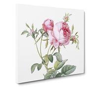 Pink Cabbage Roses in Bloom by Pierre Joseph Redoute Canvas Print | Gallery Wrapped 30mm Frame Wall Art | 20x20 inches | Ready to Hang | Retro Floral Picture | Living Room Bedroom Lounge Office