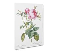Pink Cabbage Roses In Bloom By Pierre Joseph Redoute Canvas Print | Gallery Wrapped 30mm Frame Wall Art | 24x16 inches | Ready to Hang | Retro Floral Picture | Living Room Bedroom Lounge Office