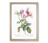 Pink Cabbage Roses in Bloom by Pierre-Joseph Redoute Framed Print | A2 Oak Framed Wall Art | Ready to Hang | Modern Nature Picture | Living Room Bedroom Lounge Office