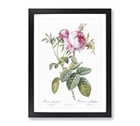 Pink Cabbage Roses In Bloom By Pierre Joseph Redoute Vintage Framed Print | A3 Black Framed Wall Art | Ready to Hang | Classic Nature Picture | Living Room Bedroom Lounge Office