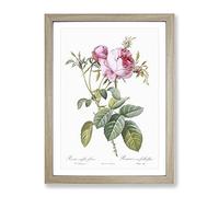 Pink Cabbage Roses In Bloom By Pierre Joseph Redoute Vintage Framed Print | A4 Oak Framed Wall Art | Ready to Hang | Classic Nature Picture | Living Room Bedroom Lounge Office