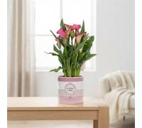 Pink Calla Lily 'garnet Glow' (Zantedeschia) - 12Cm Ceramic Pot