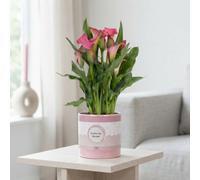 Pink Calla Lily 'garnet Glow' (Zantedeschia) - 12Cm Ceramic Pot