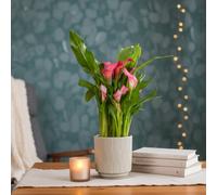 Pink Calla Lily Plant - Premium Indoor Flower By Luxe Leaf Plants Uk
