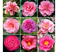 Pink Camellia Shrub | Vibrant Evergreen Potted Outdoor Garden Ready Plant