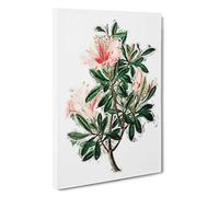 Pink Chinese Azalea Flowers Canvas Print | Gallery Wrapped 30mm Frame Wall Art | 30x20 inches | Ready to Hang | Modern Floral Picture | Living Room Bedroom Lounge Office