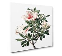 Pink Chinese Azalea Flowers Vintage Canvas Wall Art Print Ready to Hang, Framed Picture for Living Room Bedroom Home Office Décor, 14x14 Inch (35x35 cm)