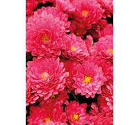 Pink Chrysanthemum Blank Greeting Card 125mm x 178mm Including Envelope GC1084